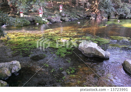 Mt. Fuji Honmu Shirama Asama Shrine's spring spring pond 13723991