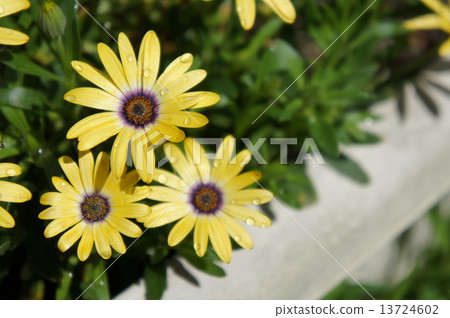 Lemon Symphony Lemon Symphony 13724602