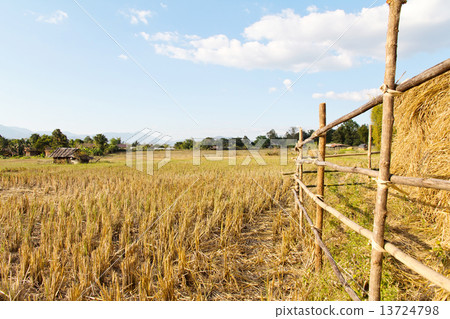 Traditional farming.Rural field at pai district, Mae Hong Son Province,Thailand. Traditional farming.Rural field at pai district, Mae Hong Son Province,Thailand. 13724798