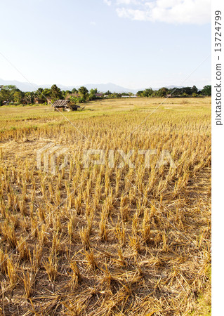 Traditional farming.Rural field at pai district, Mae Hong Son Province,Thailand. Traditional farming.Rural field at pai district, Mae Hong Son Province,Thailand. 13724799