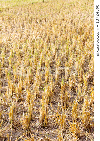 Rural field at pai district, Mae Hong Son Province,Thailand. Rural field at pai district, Mae Hong Son Province,Thailand. 13724800