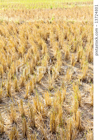 Rural field at pai district, Mae Hong Son Province,Thailand. Rural field at pai district, Mae Hong Son Province,Thailand. 13724801