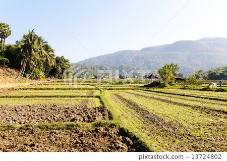 Traditional farming.Rural field at pai district, Mae Hong Son Province,Thailand. Traditional farming.Rural field at pai district, Mae Hong Son Province,Thailand. 13724802