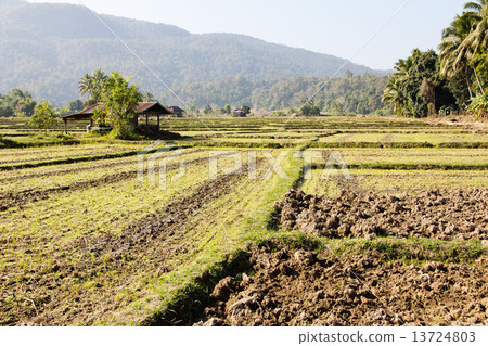 Traditional farming.Rural field at pai district, Mae Hong Son Province,Thailand. Traditional farming.Rural field at pai district, Mae Hong Son Province,Thailand. 13724803