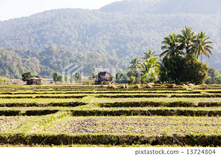 Traditional farming.Rural field at pai district, Mae Hong Son Province,Thailand. Traditional farming.Rural field at pai district, Mae Hong Son Province,Thailand. 13724804
