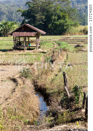 Traditional farming.Rural field at pai district, Mae Hong Son Province,Thailand. Traditional farming.Rural field at pai district, Mae Hong Son Province,Thailand. 13724805