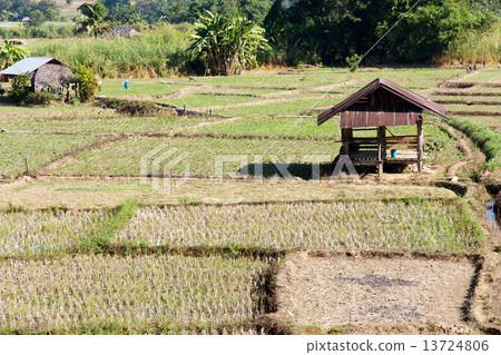 Traditional farming.Rural field at pai district, Mae Hong Son Province,Thailand. Traditional farming.Rural field at pai district, Mae Hong Son Province,Thailand. 13724806