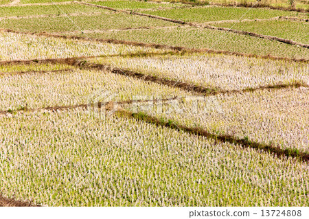Traditional farming.Rural field at pai district, Mae Hong Son Province,Thailand. Traditional farming.Rural field at pai district, Mae Hong Son Province,Thailand. 13724808