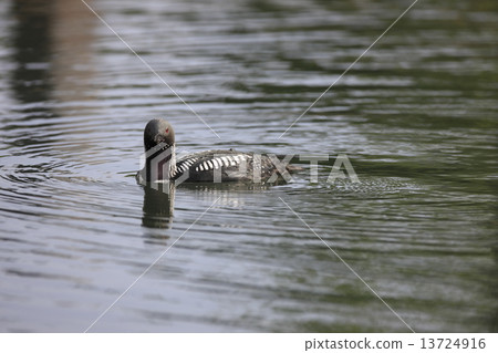 Shiroleio Oham Shiroleio Oham 13724916