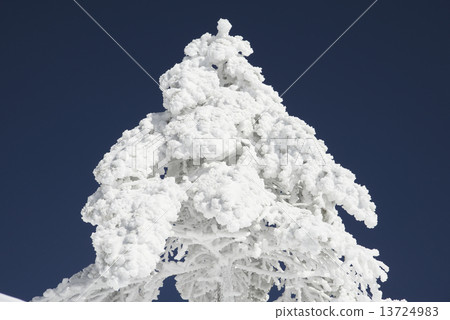 A tree A tree 13724983