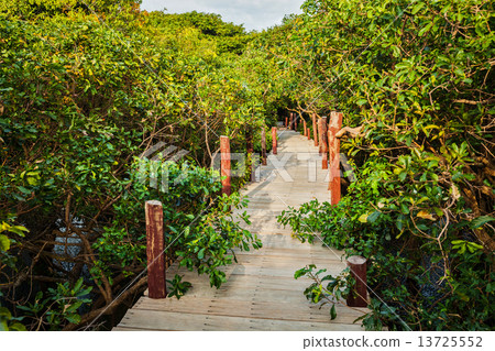 Wooden bridge in flooded rain forest jungle of mangrove trees 13725552