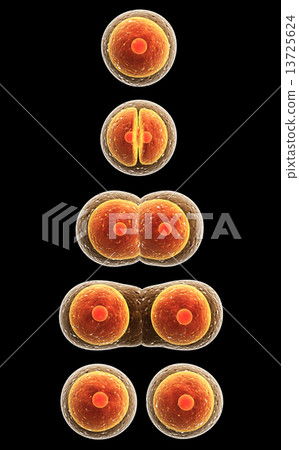 Process division of cell 13725624