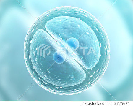 Division of cell 13725625
