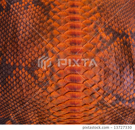 Snake skin Snake skin 13727330