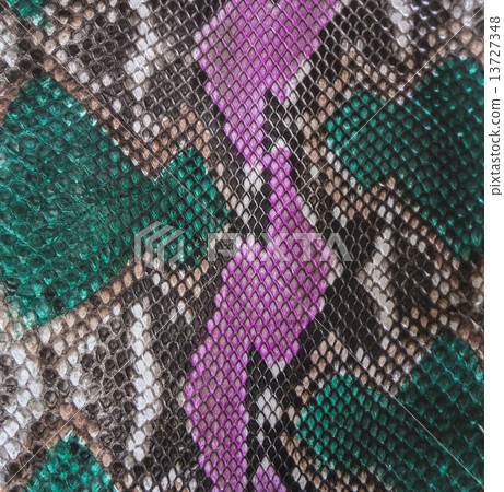 Snake skin 13727348