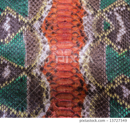 Snake skin Snake skin 13727349
