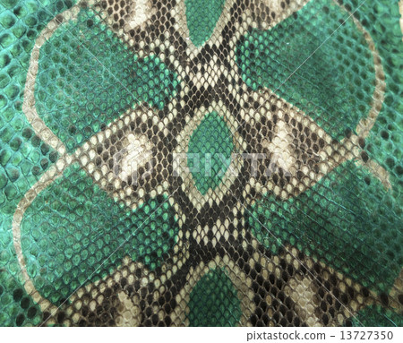 Snake skin Snake skin 13727350