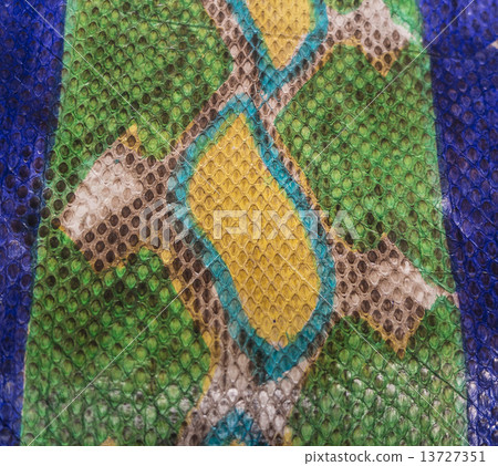 Snake skin Snake skin 13727351
