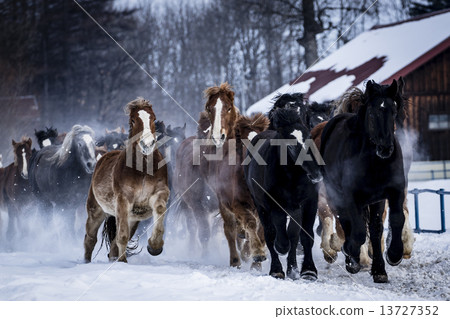 跑在多雪的領域的馬 跑在多雪的領域的馬 13727352