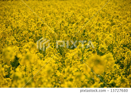 Rapeseed field Rapeseed field 13727680