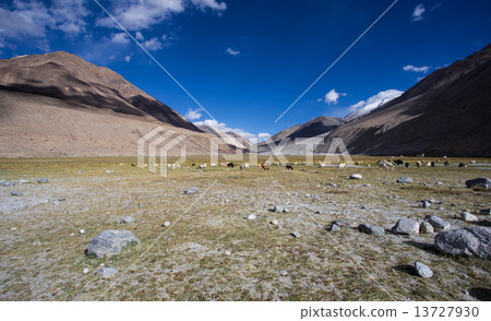 Herd of sheep against the background of distant colorful mountai Herd of sheep against the background of distant colorful mountai 13727930
