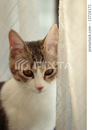 Cats' Annui look 13728171