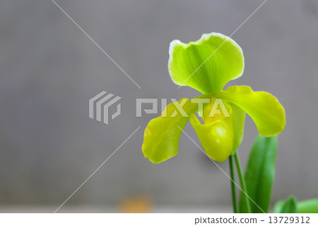 Kashima · Parabola ~ Paphiopedilum 13729312