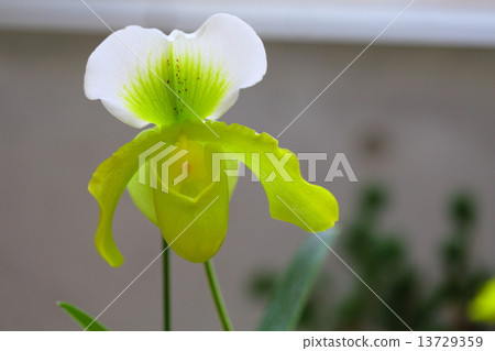 Omokagaye ~ Paphiopedilum 13729359