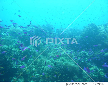 紫色美麗的熱帶魚群 13729460