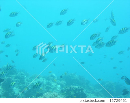 A group of Oyavicha 13729461