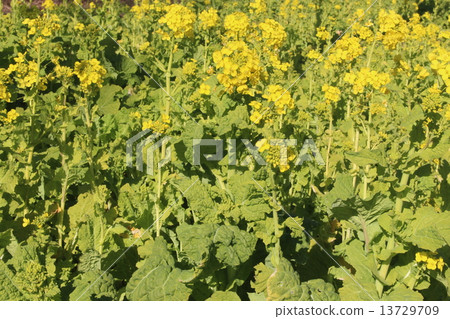 Rape blossoms 13729709