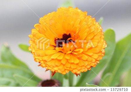 Calendula 13729710