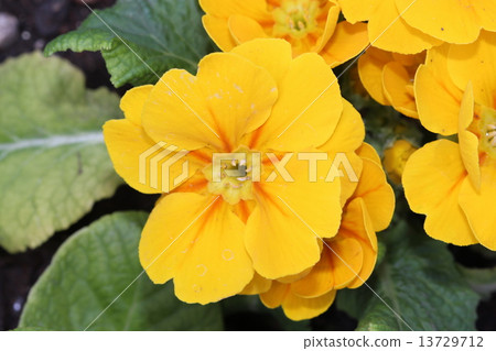 Yellow Julian 13729712