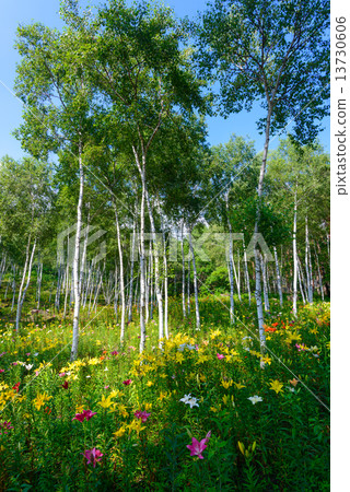 Fujimi Highland Hanazono Lily and White birch 13730606