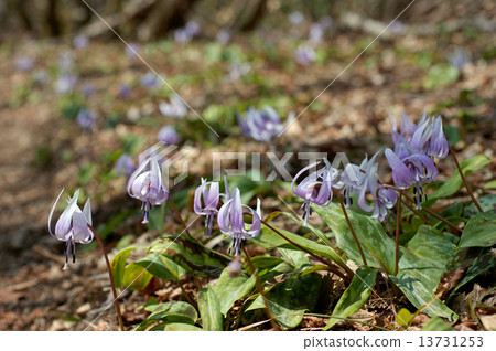 katakuri群 katakuri群 13731253