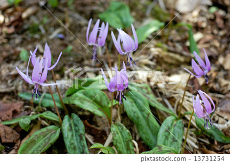 katakuri群 13731254