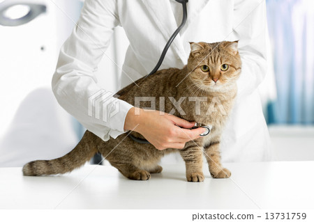 Cat in veterinarian clinic Cat in veterinarian clinic 13731759