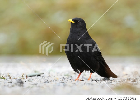 Alpine chough 13732562
