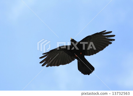 Alpine chough flying 13732563