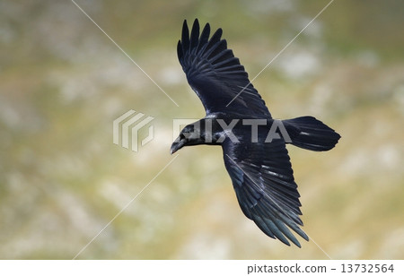 Raven flying 13732564