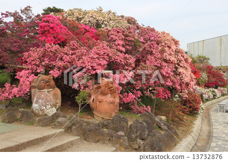 Tatebayashi Azalea Festival: Giant azalea trees at Tsutsujigaoka Park (Tatebayashi City, Gunma Prefecture) Tatebayashi Azalea Festival: Giant azalea trees at Tsutsujigaoka Park (Tatebayashi City, Gunma Prefecture) 13732876
