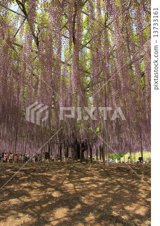 足利花卉公園:大紫藤架(Hasama Fuji) 足利花卉公園:大紫藤架(Hasama Fuji) 13733161