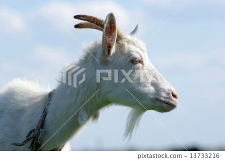 Portrait of a goat in the profile Portrait of a goat in the profile 13733216