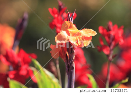 autumn cream autumn cream 13733371