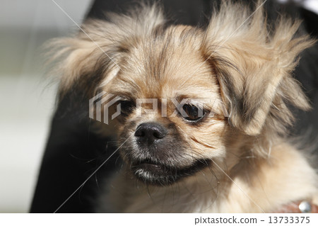 Small pekingese 13733375