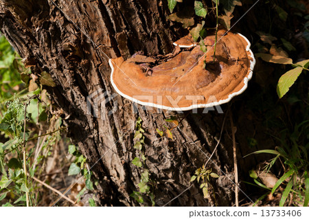 The big tinder fungus 13733406