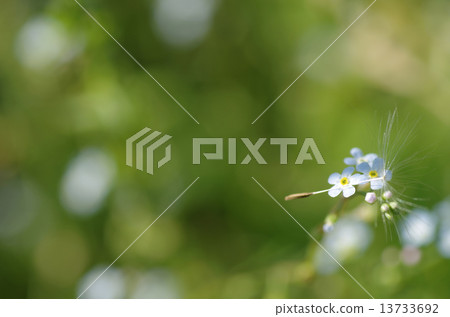 春天生動的信 13733692