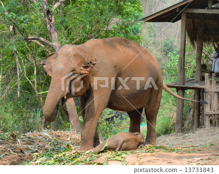 elephant elephant 13733843