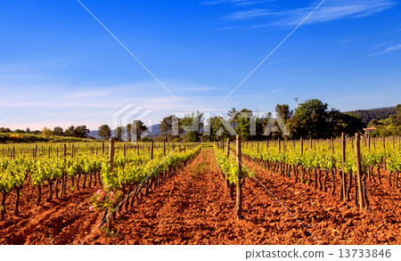 Panoramic view of a vineyard in Provence, France. 13733846