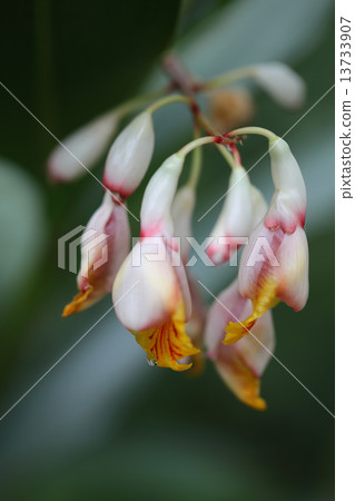 Flowers and rain drops of ghetto 13733907